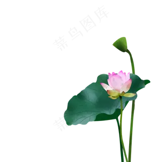 夏日荷叶水彩清新风免费下载