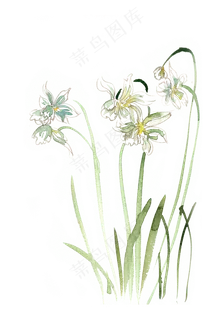摇曳的水仙花水彩画PNG免抠素材