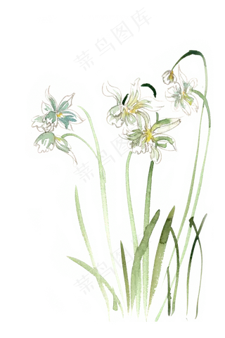 摇曳的水仙花水彩画PNG免抠素材