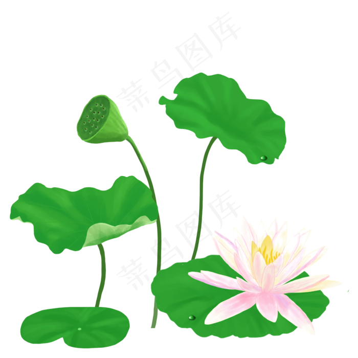 夏季池塘的荷花荷叶PNG(2000X2000(DPI:150))psd模版下载