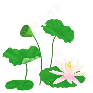 夏季池塘的荷花荷叶PNG