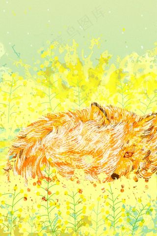 暖色调油菜花节狐狸在油菜花海中嬉戏配图