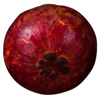 实拍果林果树水果果实