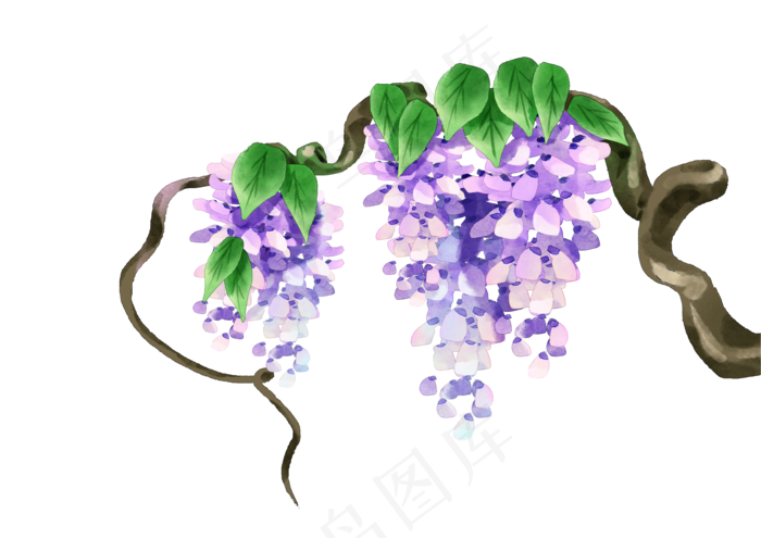 紫藤花花藤植物(3508X2480(DPI:300))psd模版下载