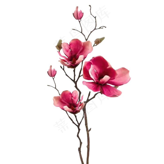 粉色兰花干花装饰(2000X2000(DPI:300))psd模版下载