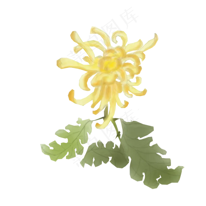 重阳节卡通手绘黄色菊花水彩赏菊(2000X2000(DPI:300))psd模版下载