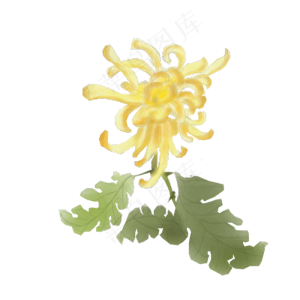 重阳节卡通手绘黄色菊花水彩赏菊