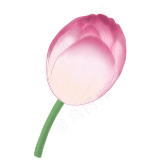 一朵含苞待放的荷花