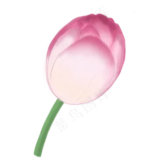 一朵含苞待放的荷花