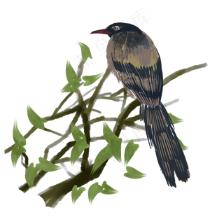 春季鸟类站在树枝上的鸟,免抠元素