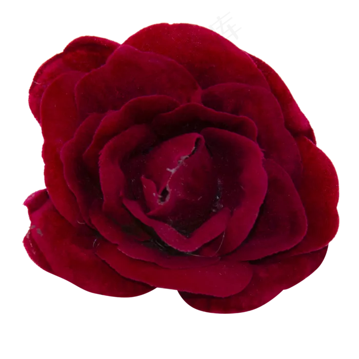 深红色玫瑰花(2000X2000(DPI:300))