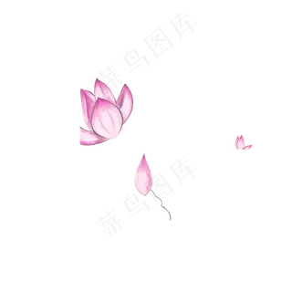 美丽盛开的荷花