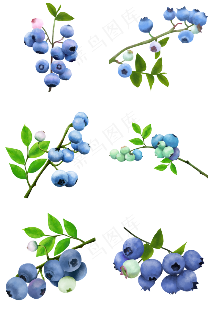 夏天写实水果成熟的蓝莓