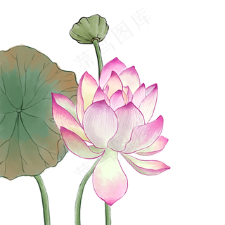 中国风荷花水彩画