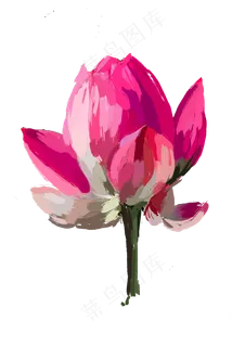 夏天写实荷花免抠图