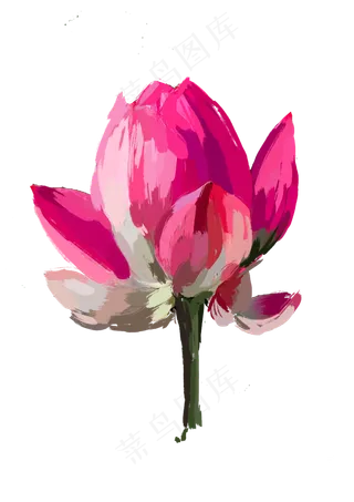 夏天写实荷花免抠图