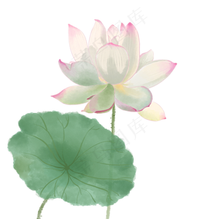 中国风荷花水彩画