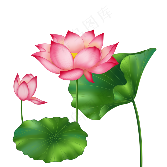 春季荷花莲花两株莲花两叶子