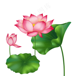 春季荷花莲花两株莲花两叶子