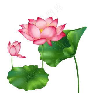 春季荷花莲花两株莲花两叶子 春季荷花莲花两株莲花两叶子