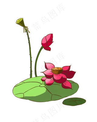 大暑小暑荷花荷叶