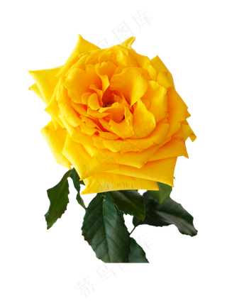 黄色玫瑰花,免抠元素
