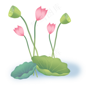 荷花荷叶荷花苞莲蓬