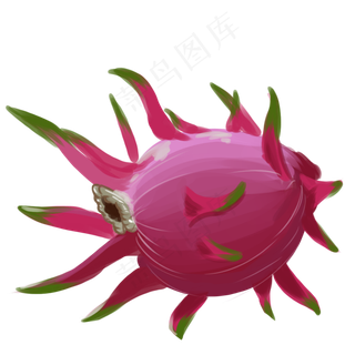 手绘写实火龙果一个