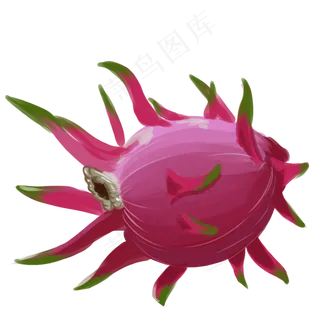 手绘写实火龙果一个