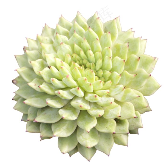 多肉植物虎鲸缀化,免抠元素(2000X2000(DPI:300))
