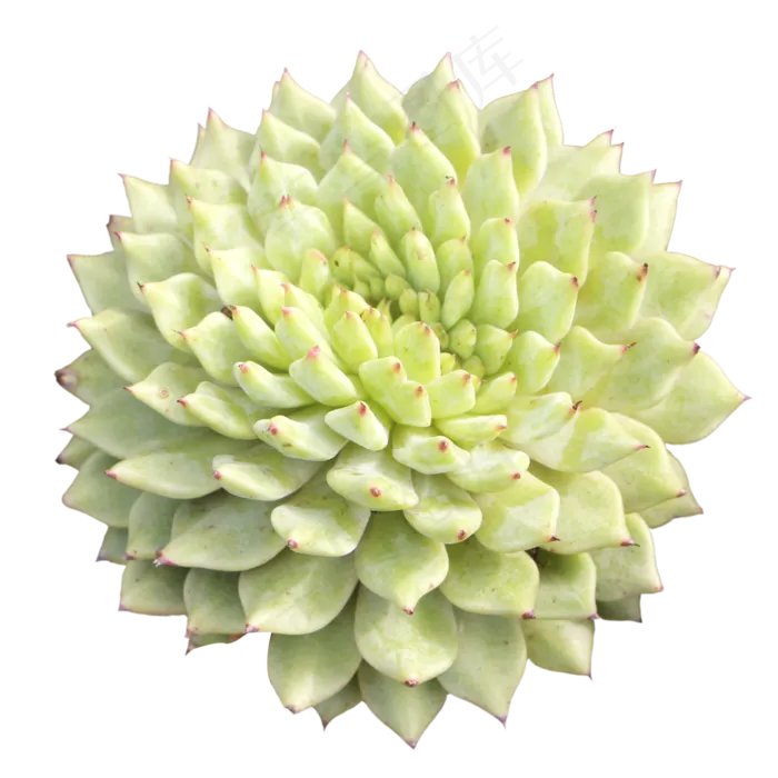 多肉植物虎鲸缀化,免抠元素(2000X2000(DPI:300))