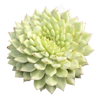 多肉植物虎鲸缀化,免抠元素