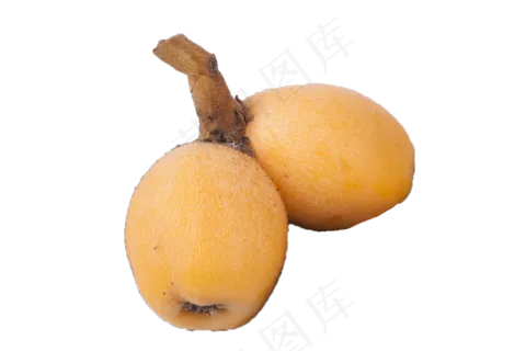 新鲜应季的枇杷果