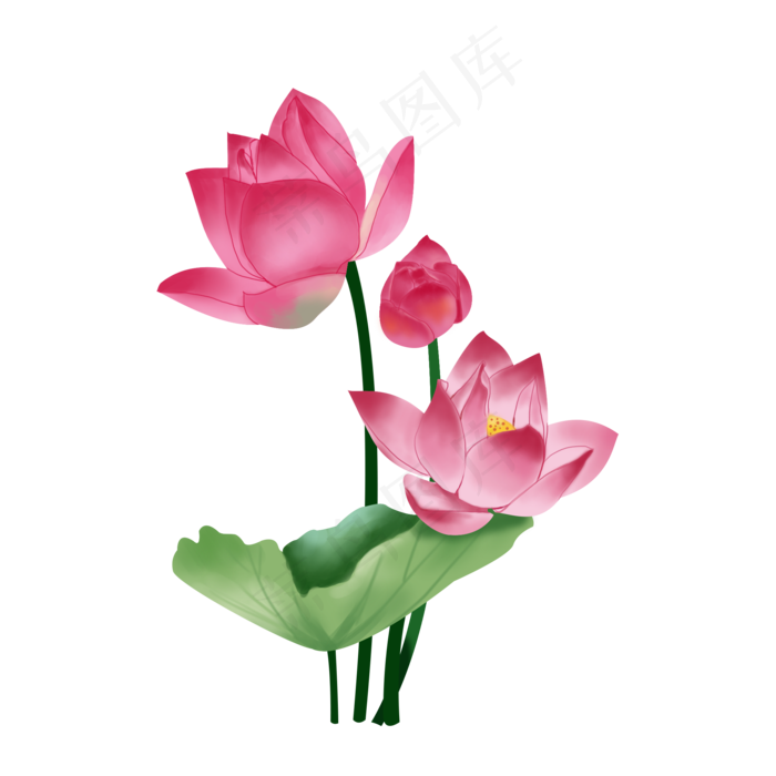 荷花荷叶(2000X2000(DPI:300))psd模版下载