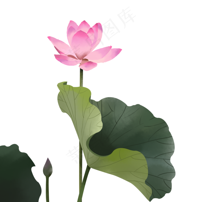 粉色的荷花插画免费