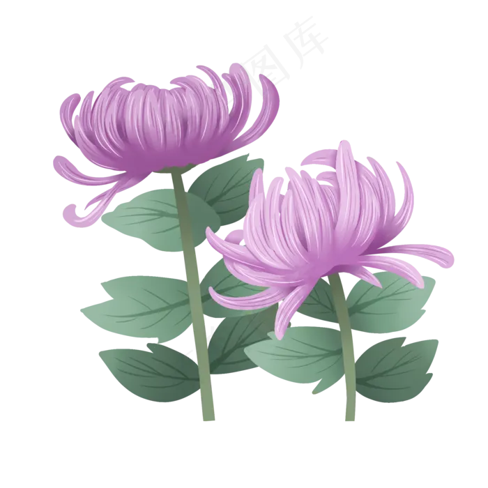 手绘花鲜花素材菊花秋菊(2000X2000(DPI:300))psd模版下载