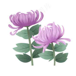 手绘花鲜花素材菊花秋菊