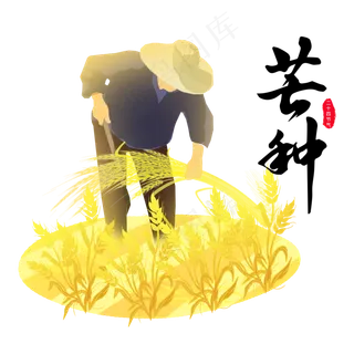 芒种农民收麦子