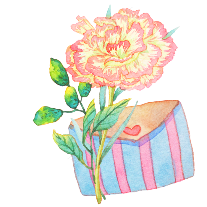 绽放鲜花康乃馨