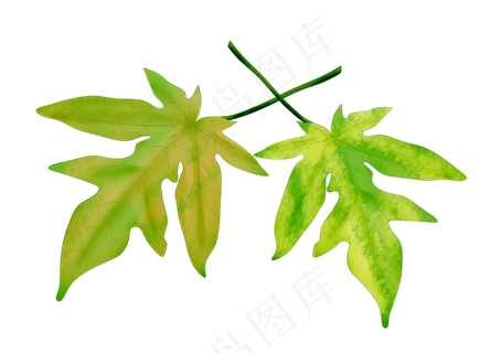 黄绿色摆设树叶插图