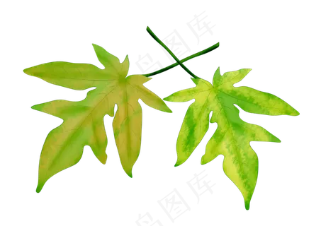 黄绿色摆设树叶插图