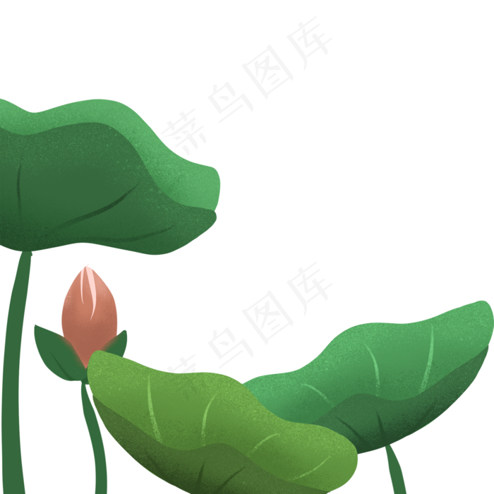 绿色的荷叶荷花花朵