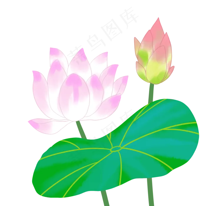 漂亮的荷花(2000X2000)