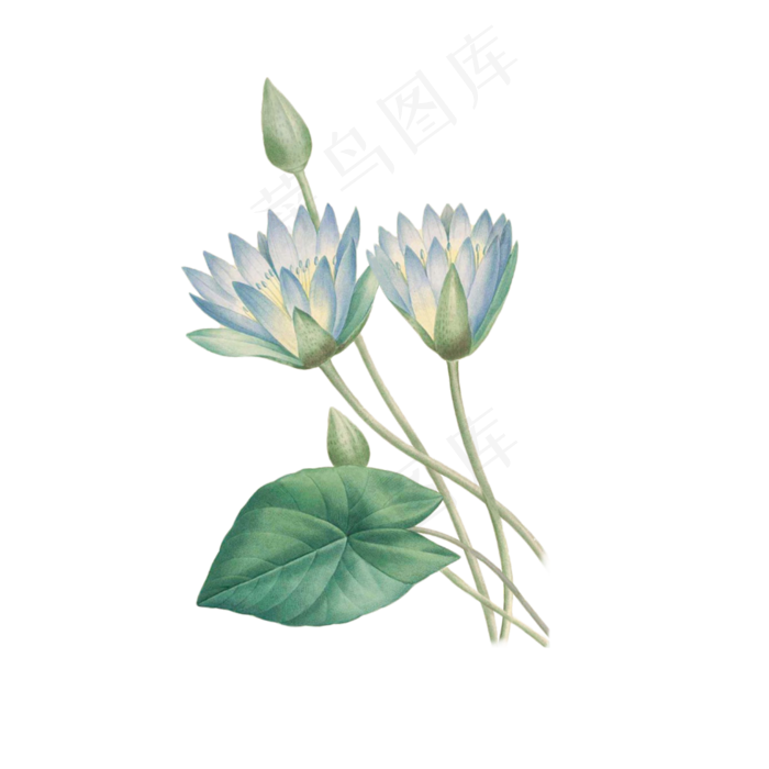 卡通白色的莲花荷叶免抠图