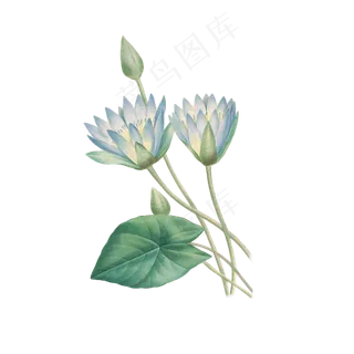 卡通白色的莲花荷叶免抠图 卡通白色的莲花荷叶免抠图