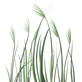 绿色清新春季芦苇,免抠元素 绿色清新春季芦苇,免抠元素