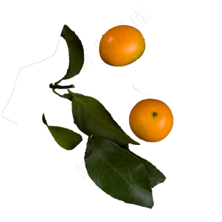 黄色小橘子食物元素