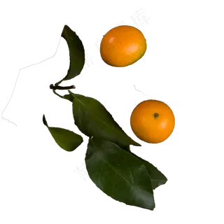 黄色小橘子食物元素