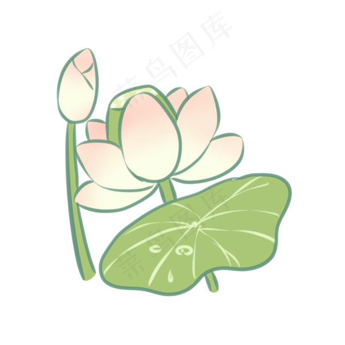 清新清凉的夏日荷花