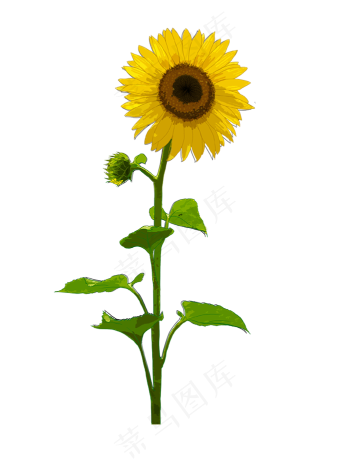 手绘花卉向日葵花